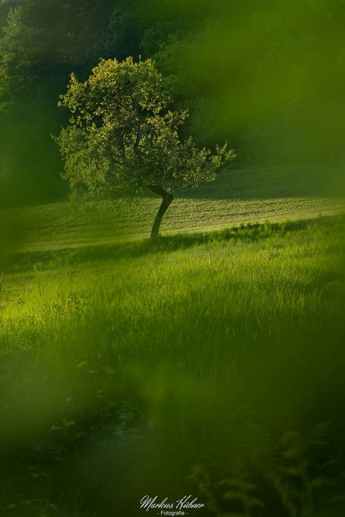 09.02.2026: Sommergrün.