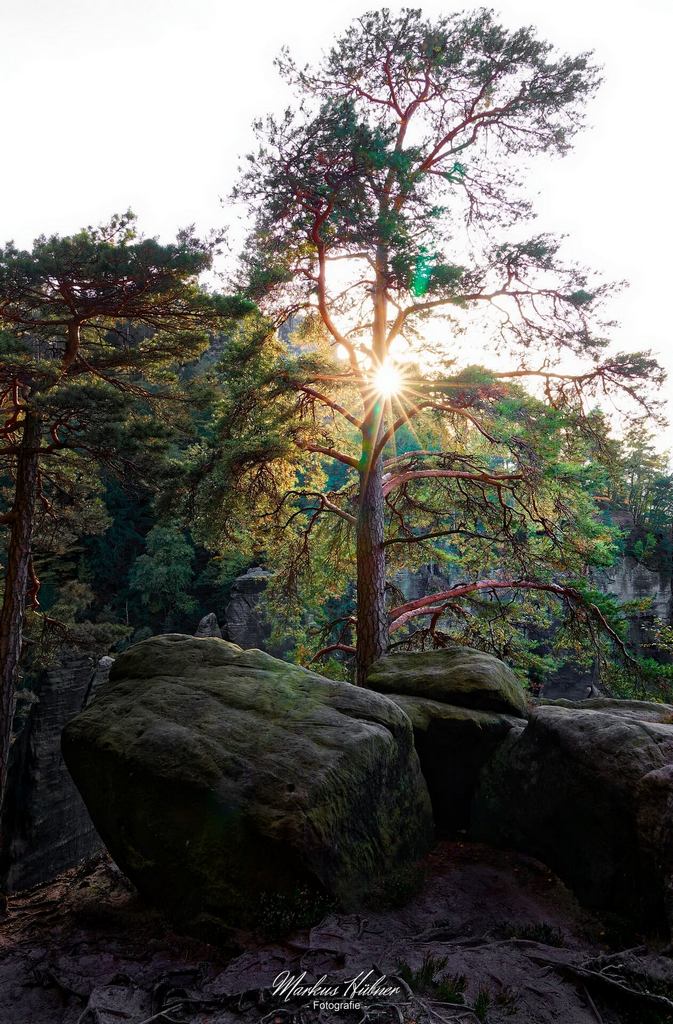 28.07.2026: Waldkiefer.